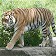 Fotos Tiger