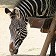 Fotos Zebras